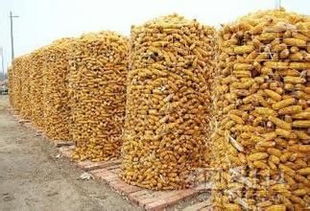 燁邦絲網(wǎng)供應(yīng)圈玉米電焊網(wǎng)綠色環(huán)保優(yōu)質(zhì)產(chǎn)品